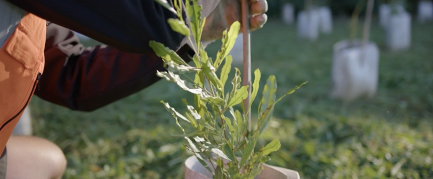 close up image of a tree being planted