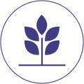 Purple larger sprout icon